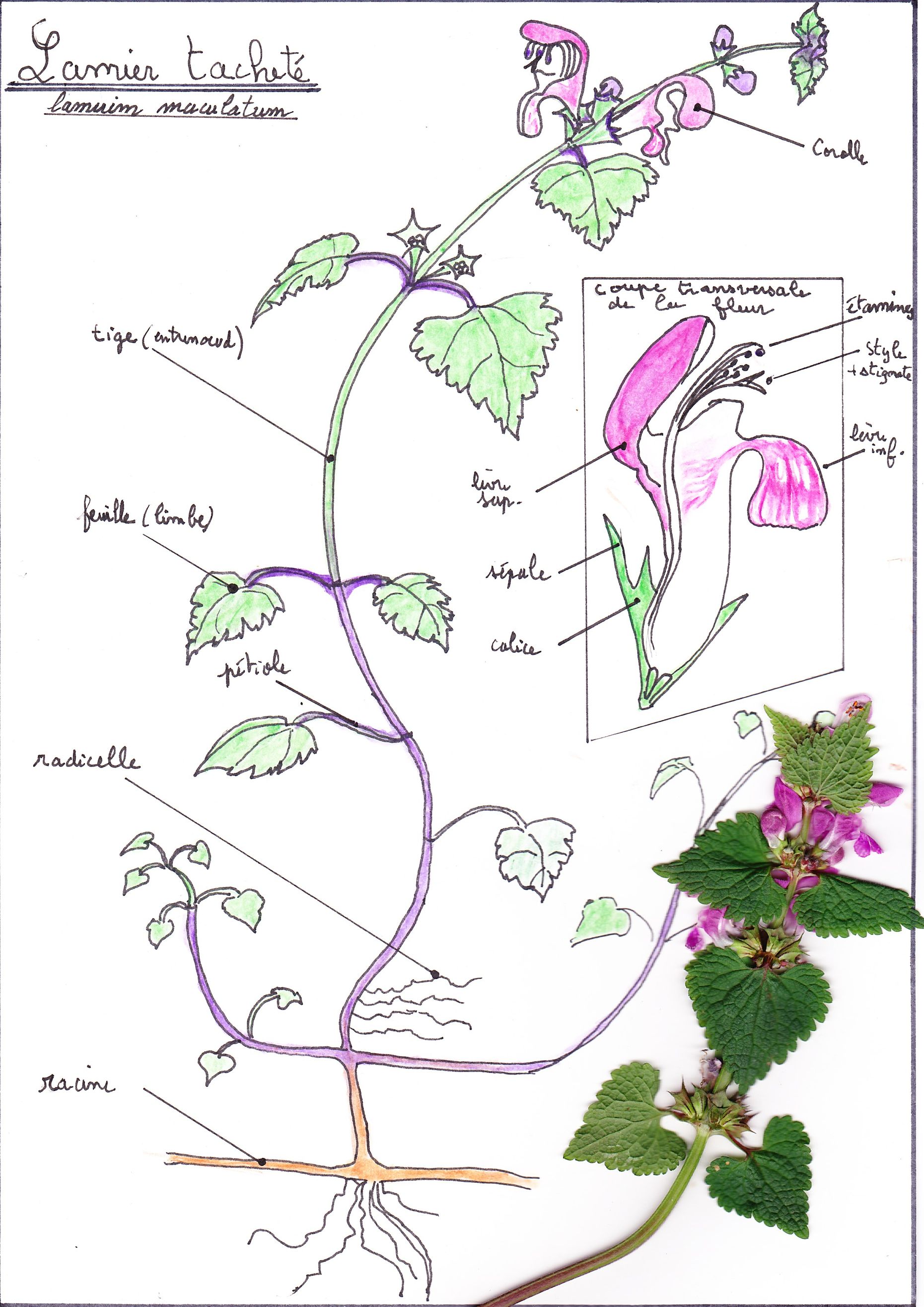 Annexe lamium maculatum.jpg