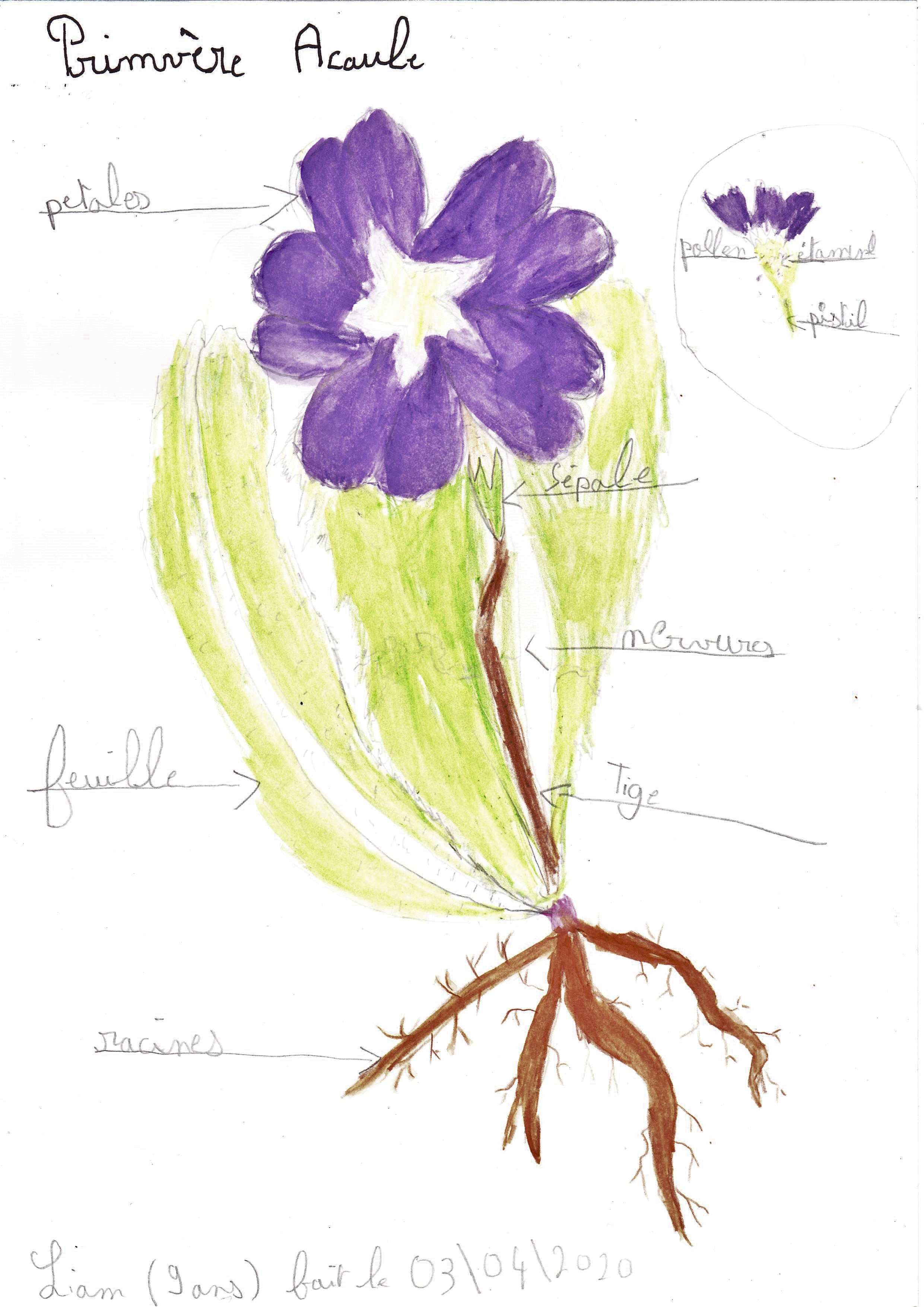 Annexe premivere acaule.jpg