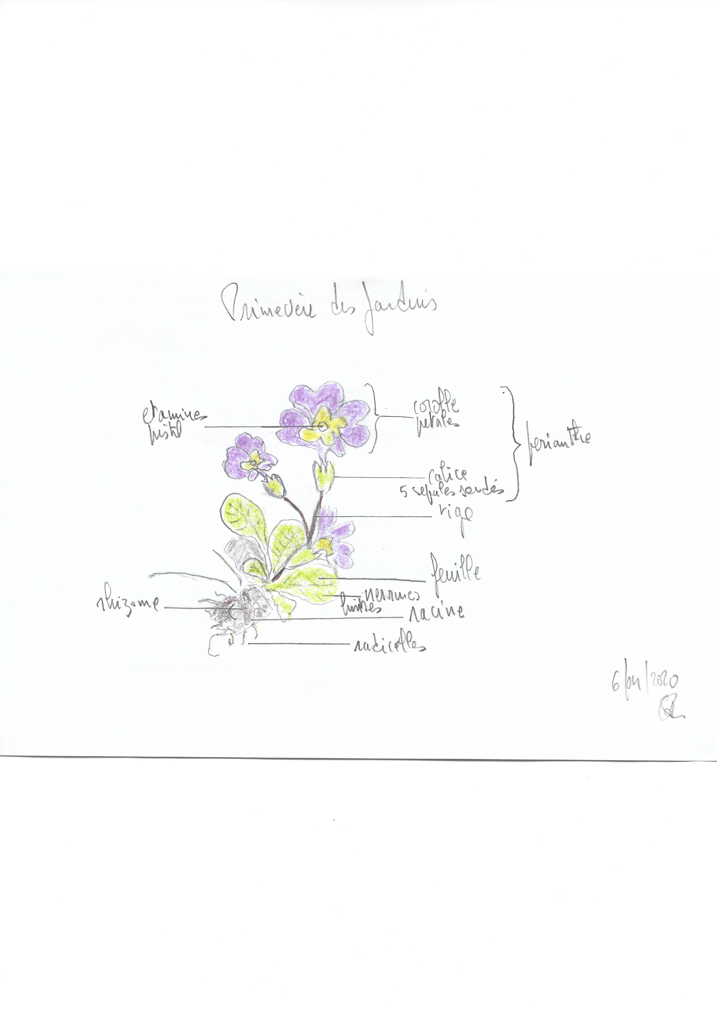 Annexe primevère des jardins.jpg