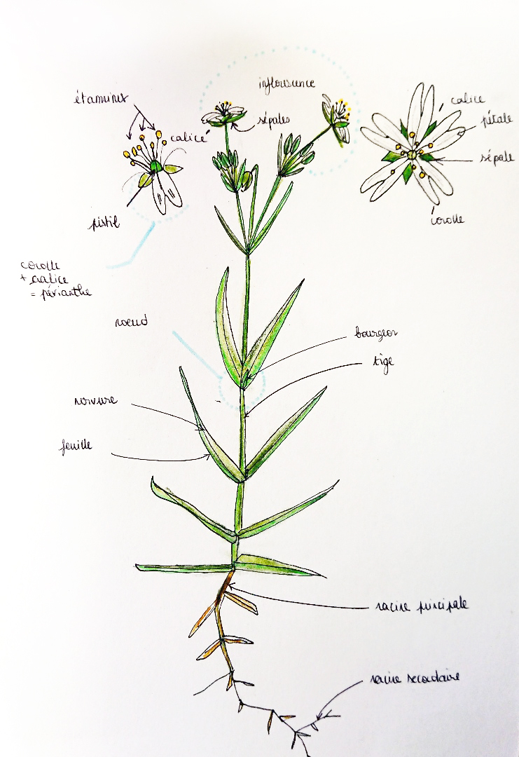 Annexe Stellaire holostée.jpg