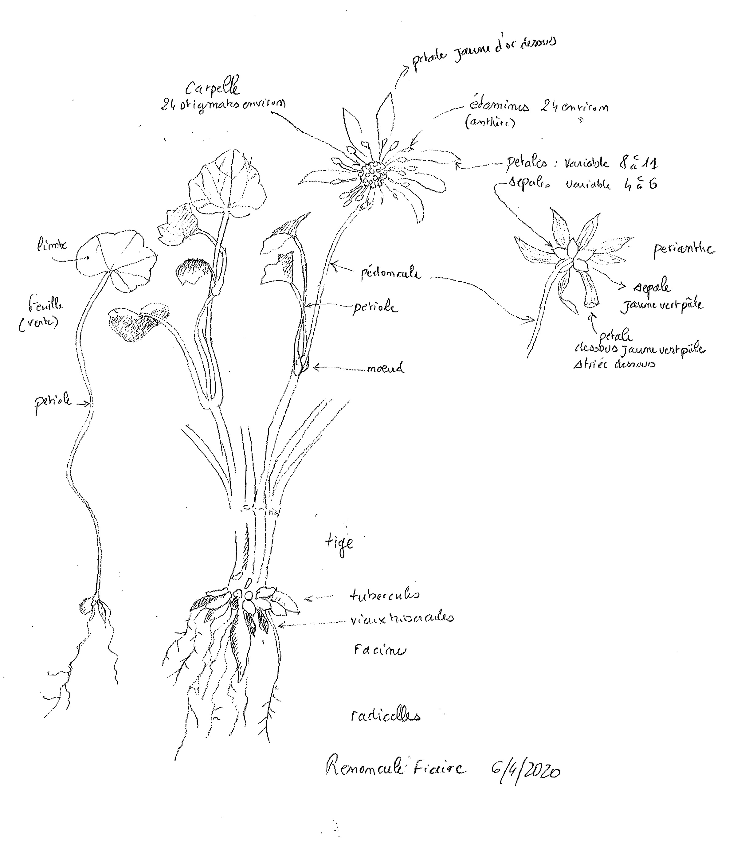 Annexe 2-2-Dessinez les plantes.jpg