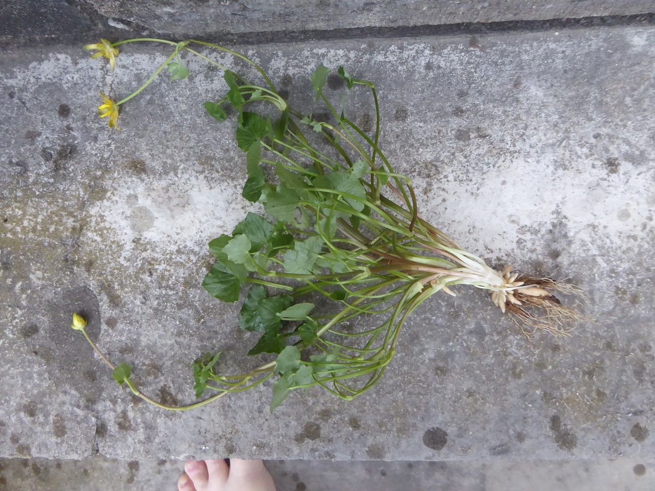 Annexe renoncule-ficaire-20200406-51kleber-3.JPG