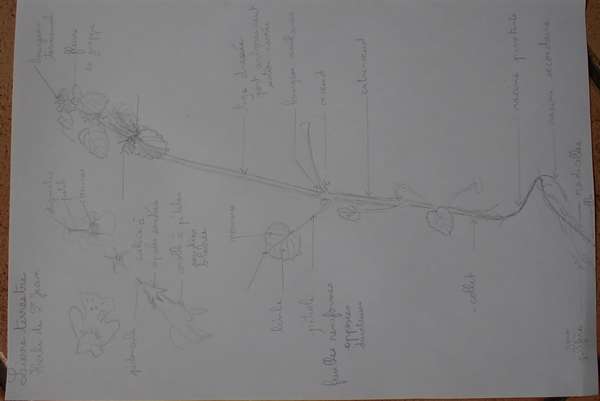 Annexe Lierre terrestre.JPG