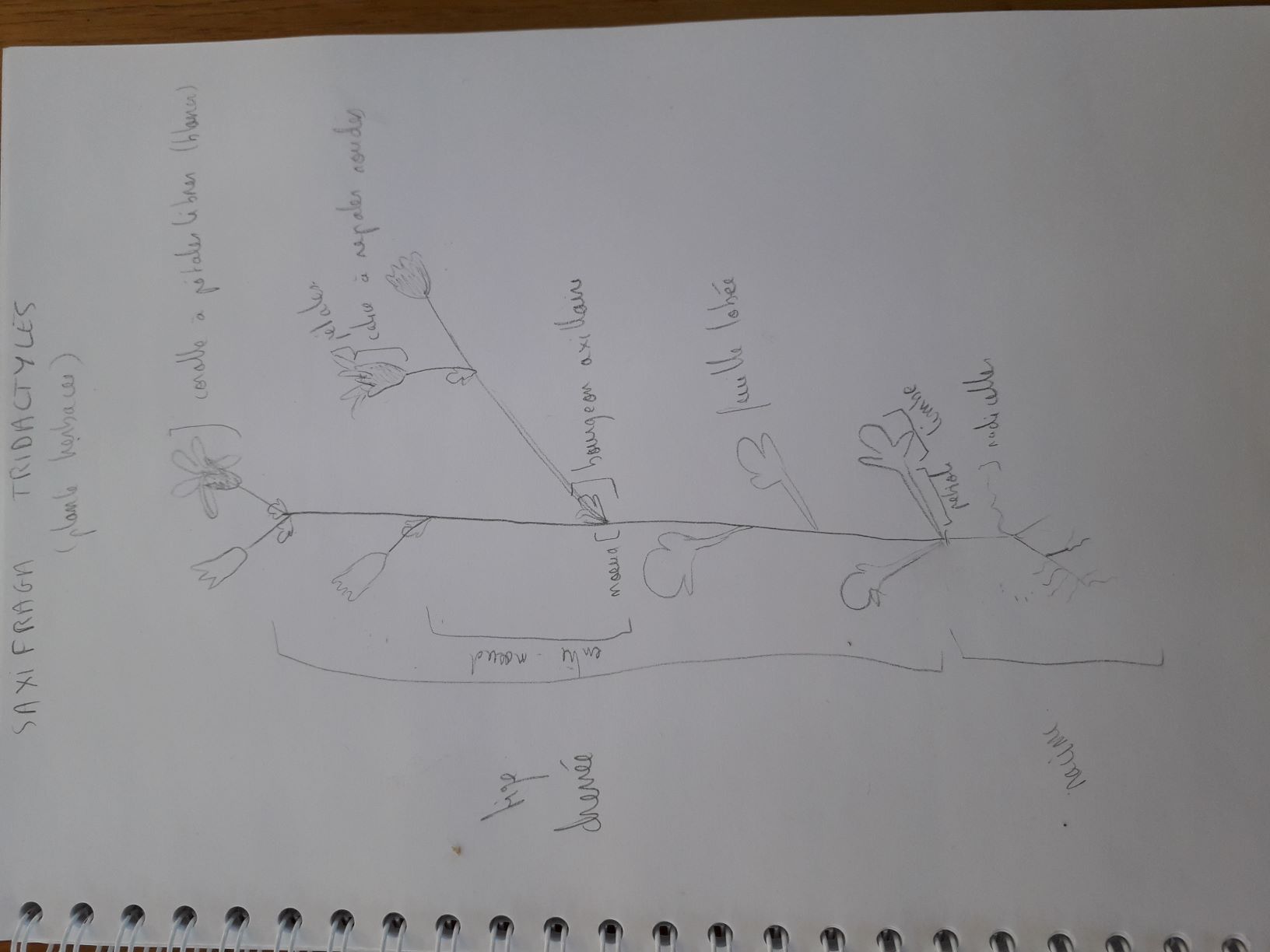 Annexe 20200406_111436 v2.jpg