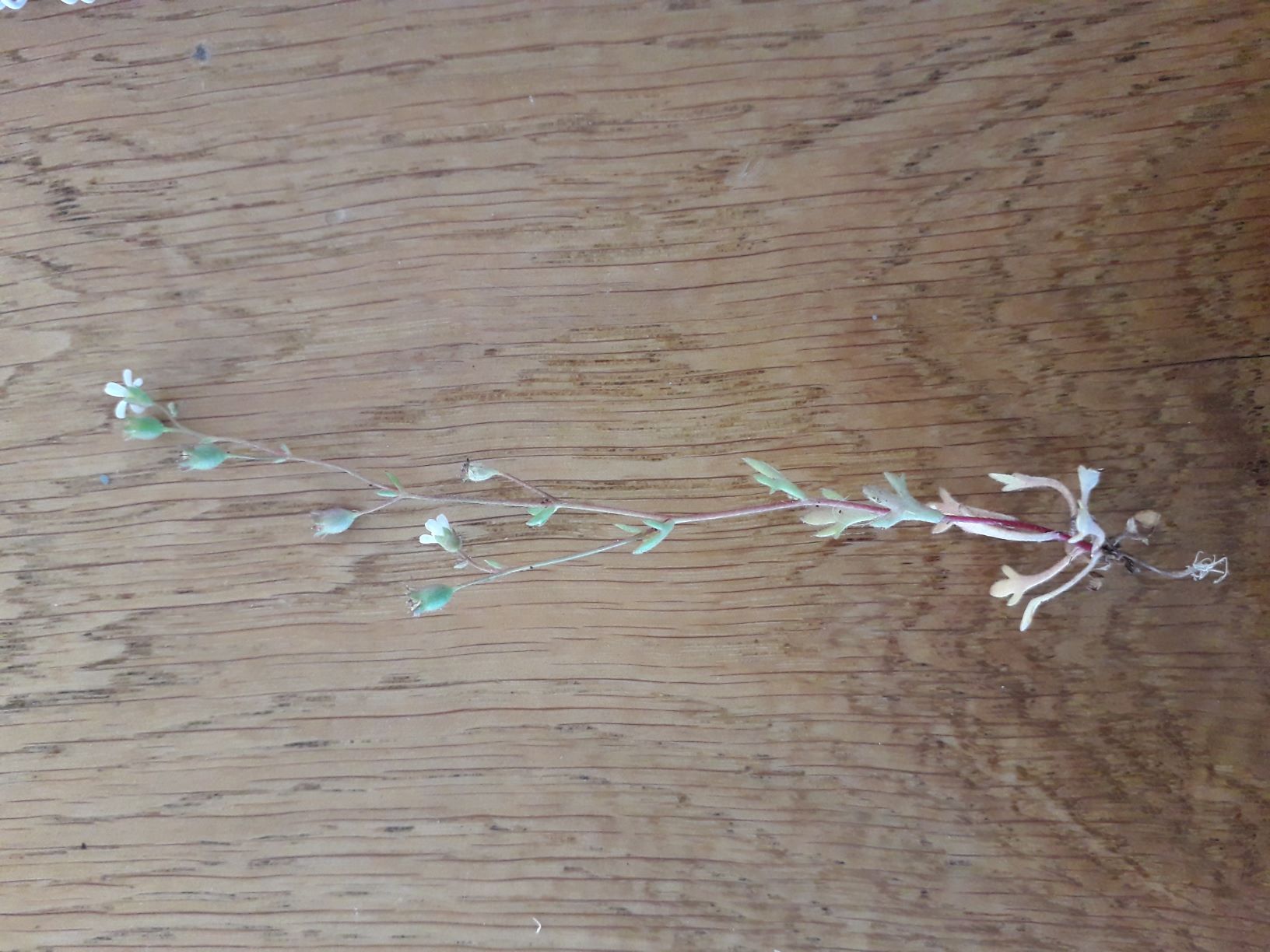 Annexe 20200406_111453v2.jpg