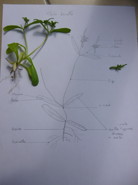 Annexe Mache doucette.JPG