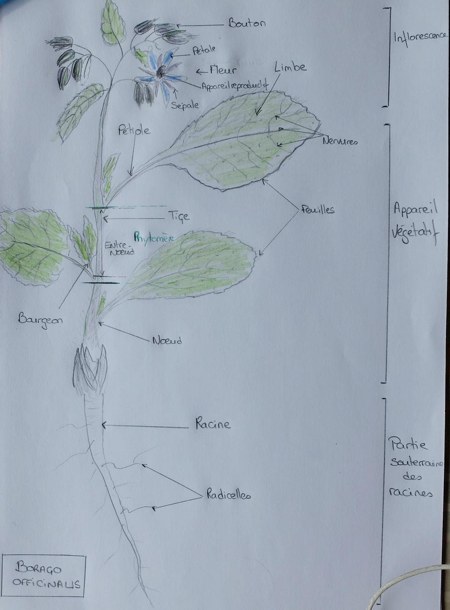 Annexe Dessin - Borago officinalis.JPG