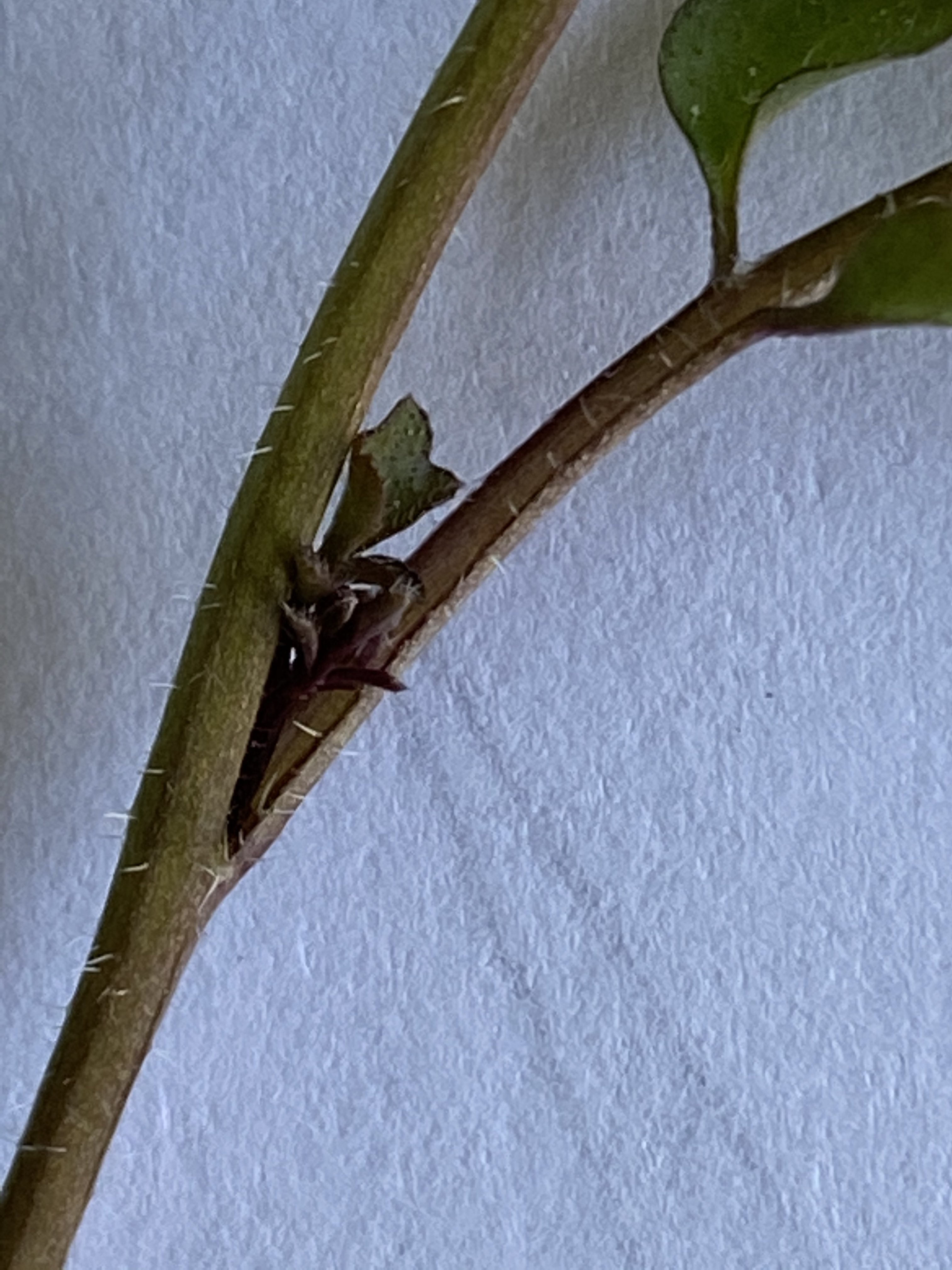 Annexe CardaminDetail1.jpg