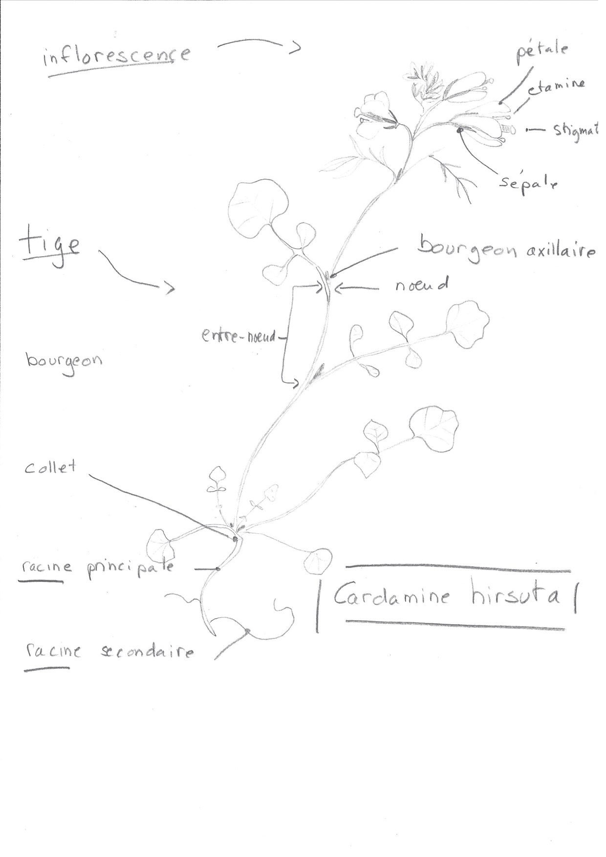 Annexe CardamineSkizze.jpg