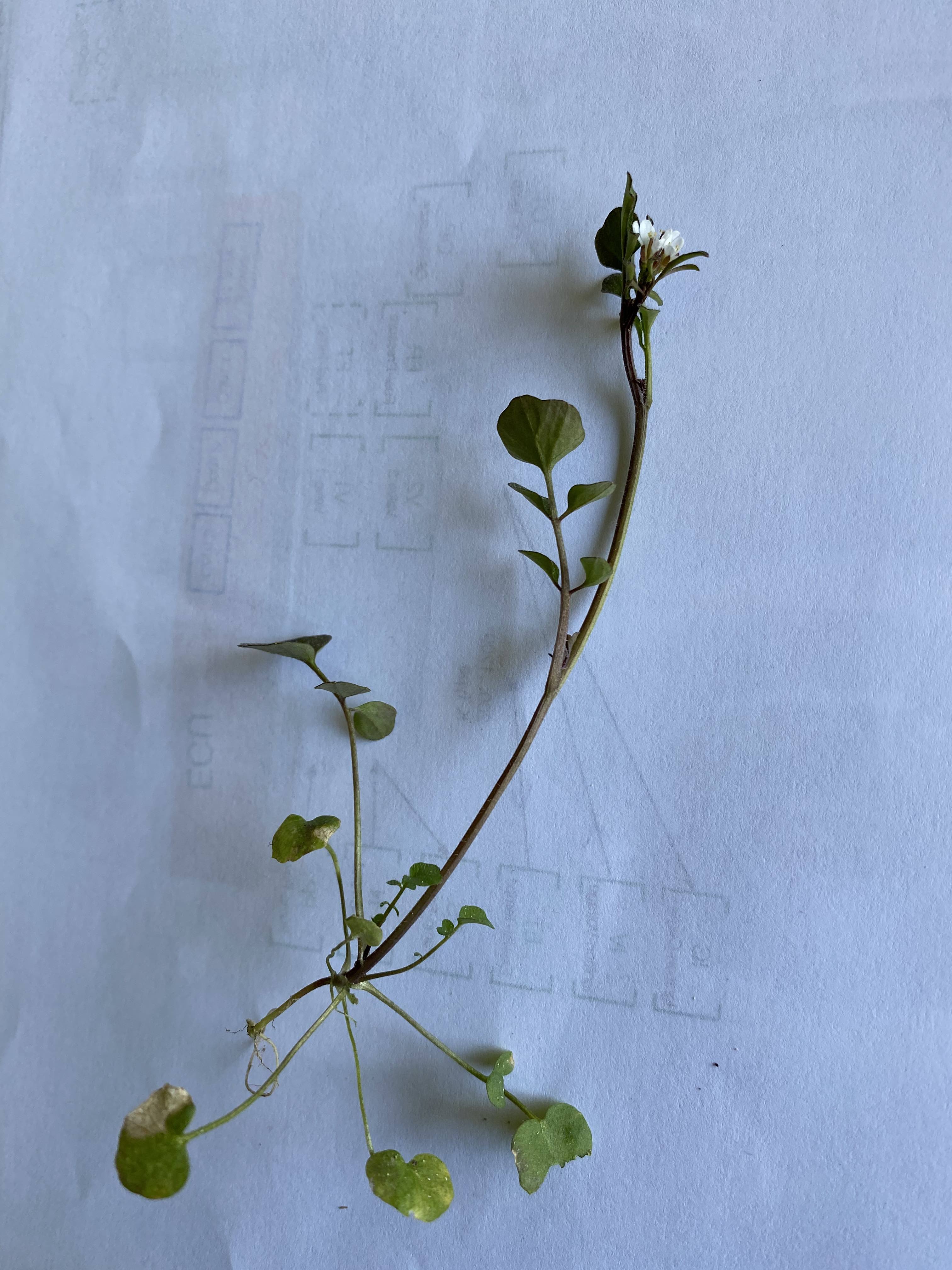 Annexe cardamine.jpg