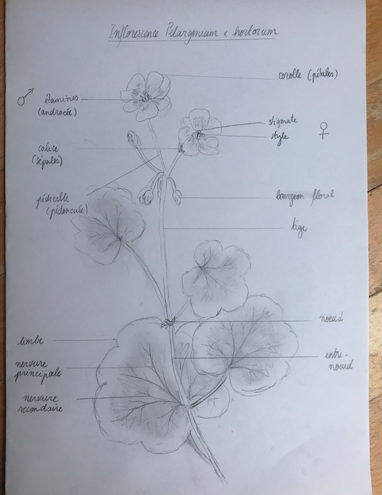 Annexe Capture d’écran 2020-04-06 à 13.16.47.png