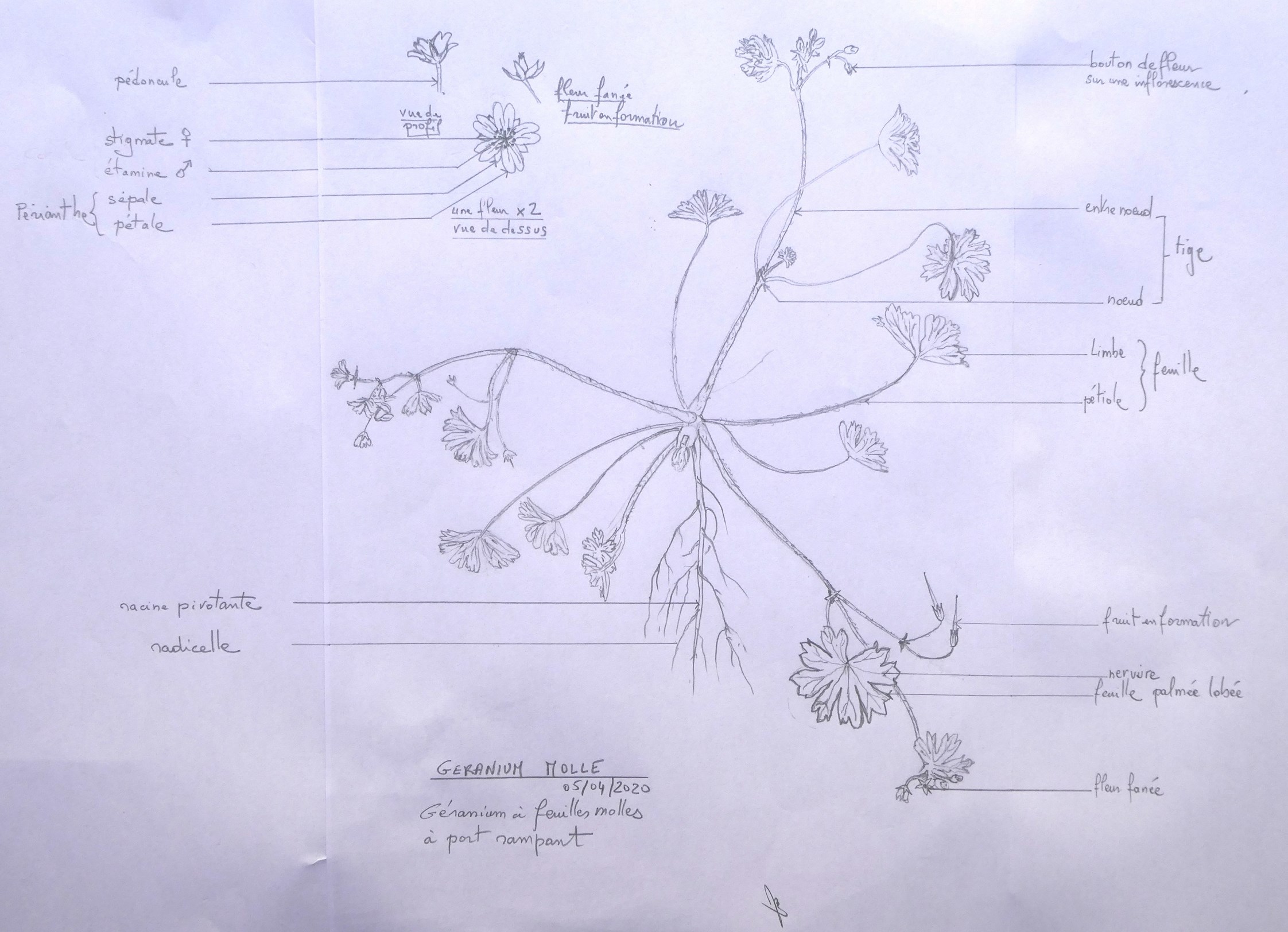 Annexe P1090976aa.jpg