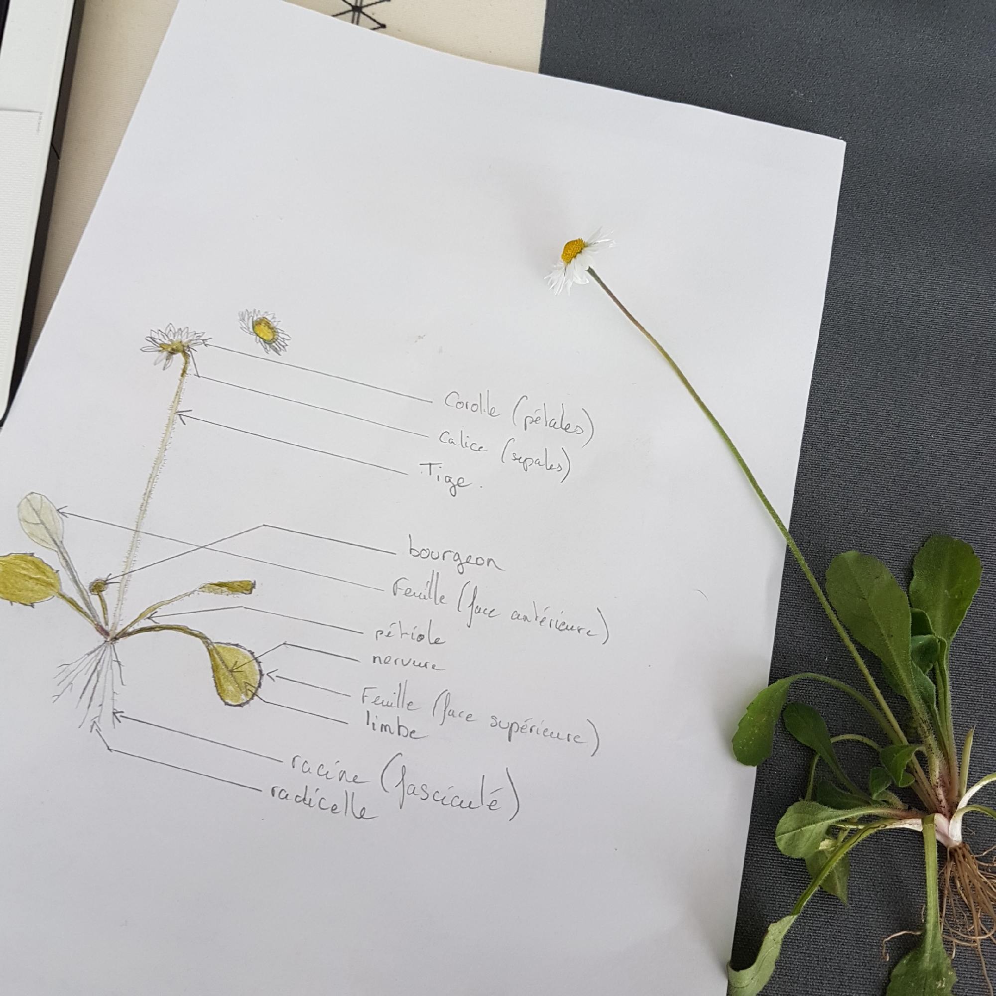 Annexe paquerette Maine et Loire.jpg