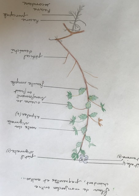 Annexe Véronique de perse.jpeg