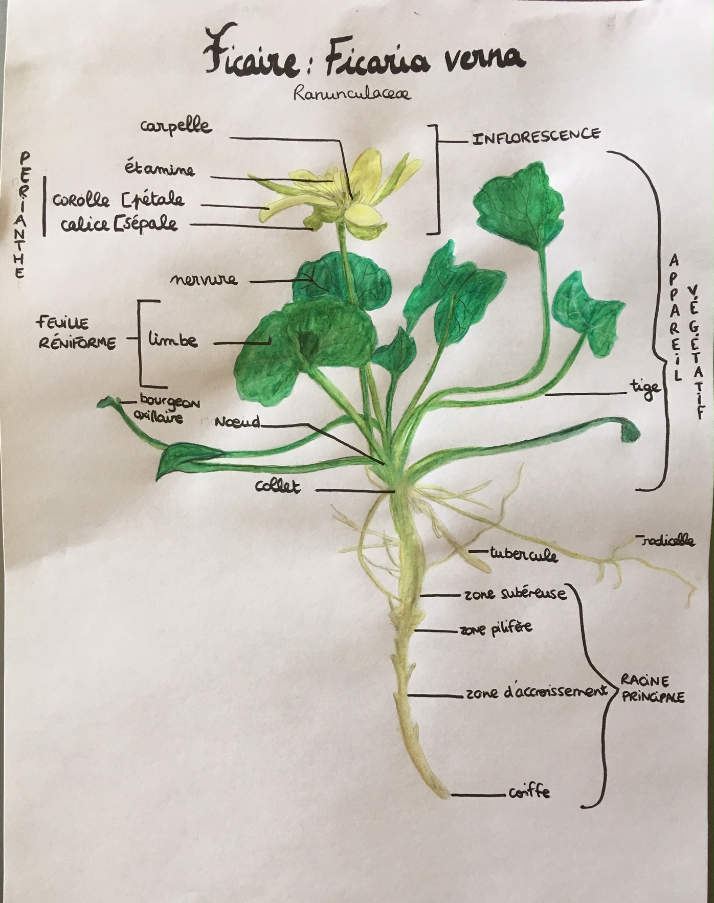 Annexe Schema ficaire.jpg