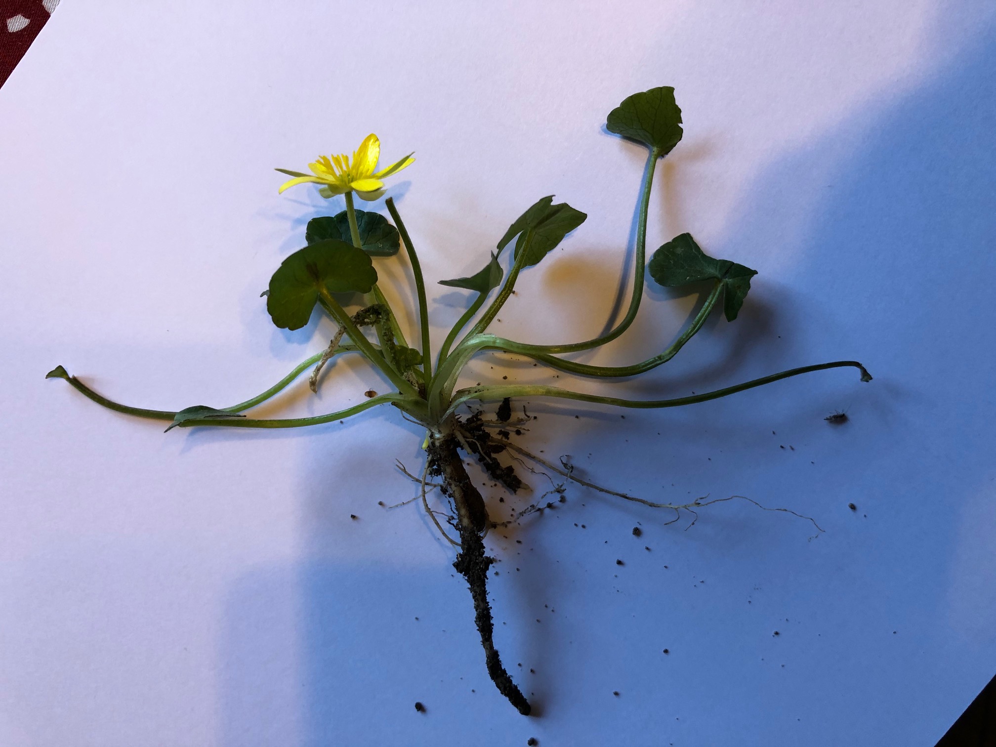 Annexe photo ficaire.JPEG