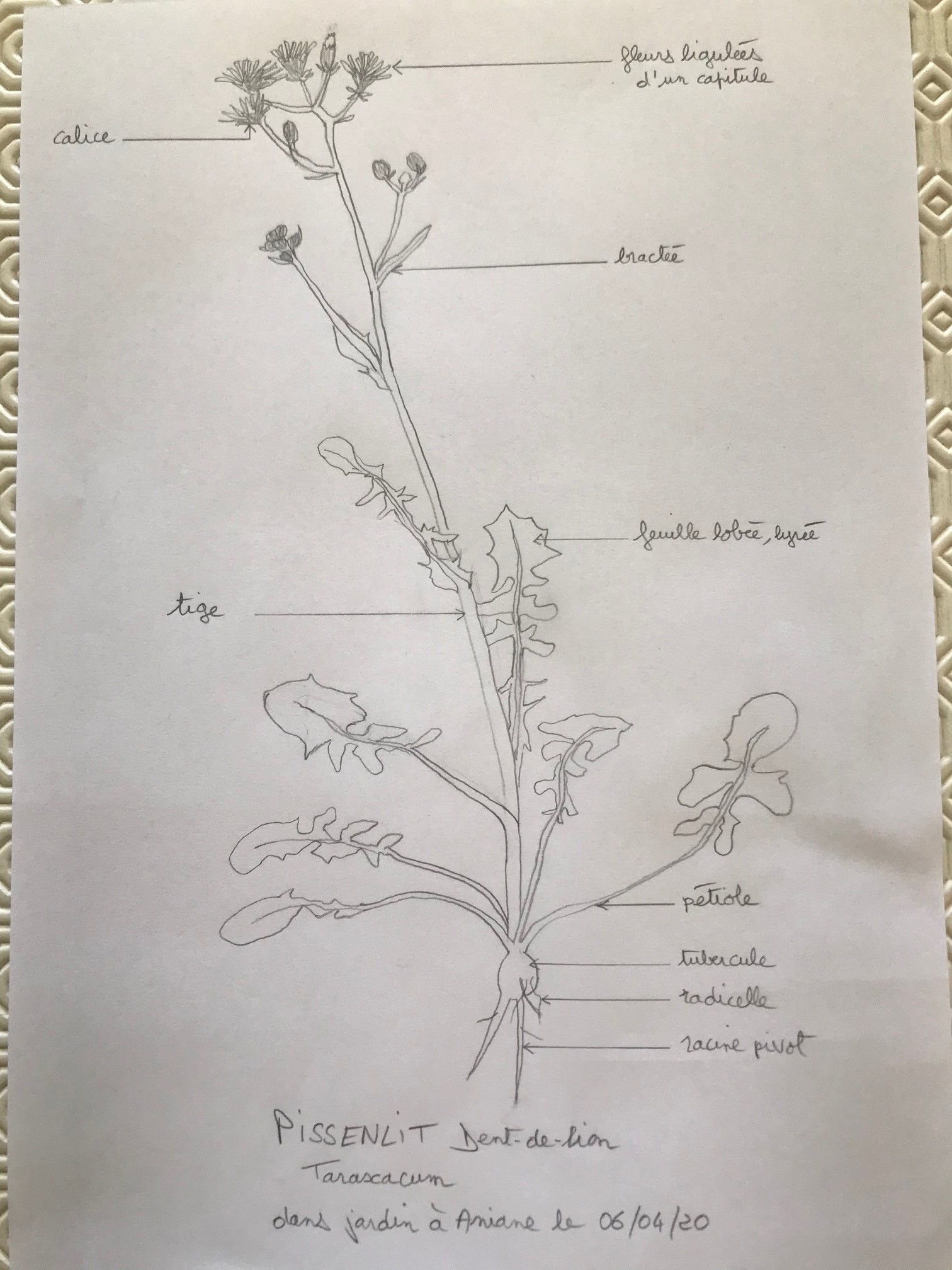 Annexe Dessin Pissenlit.jpg