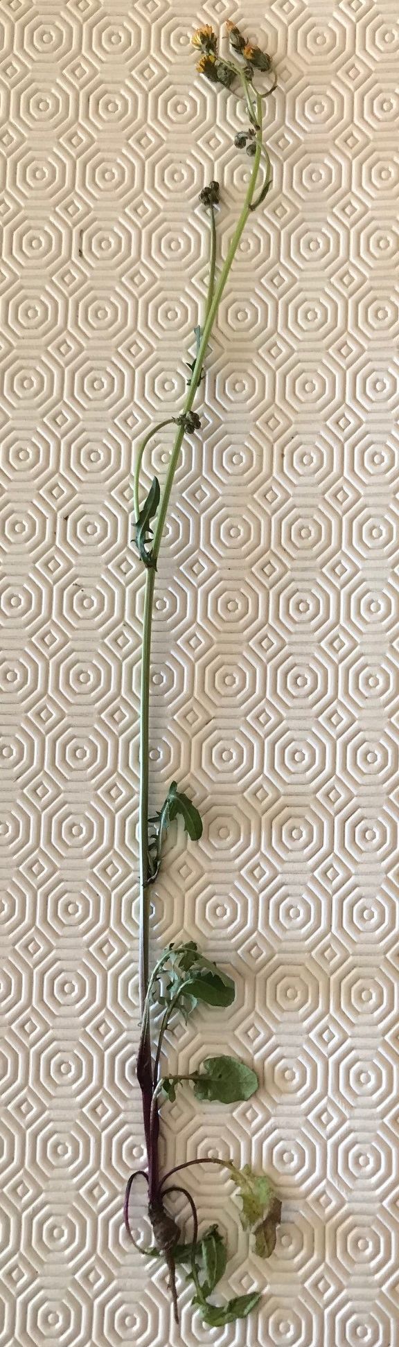 Annexe Photo pissenlit.jpg