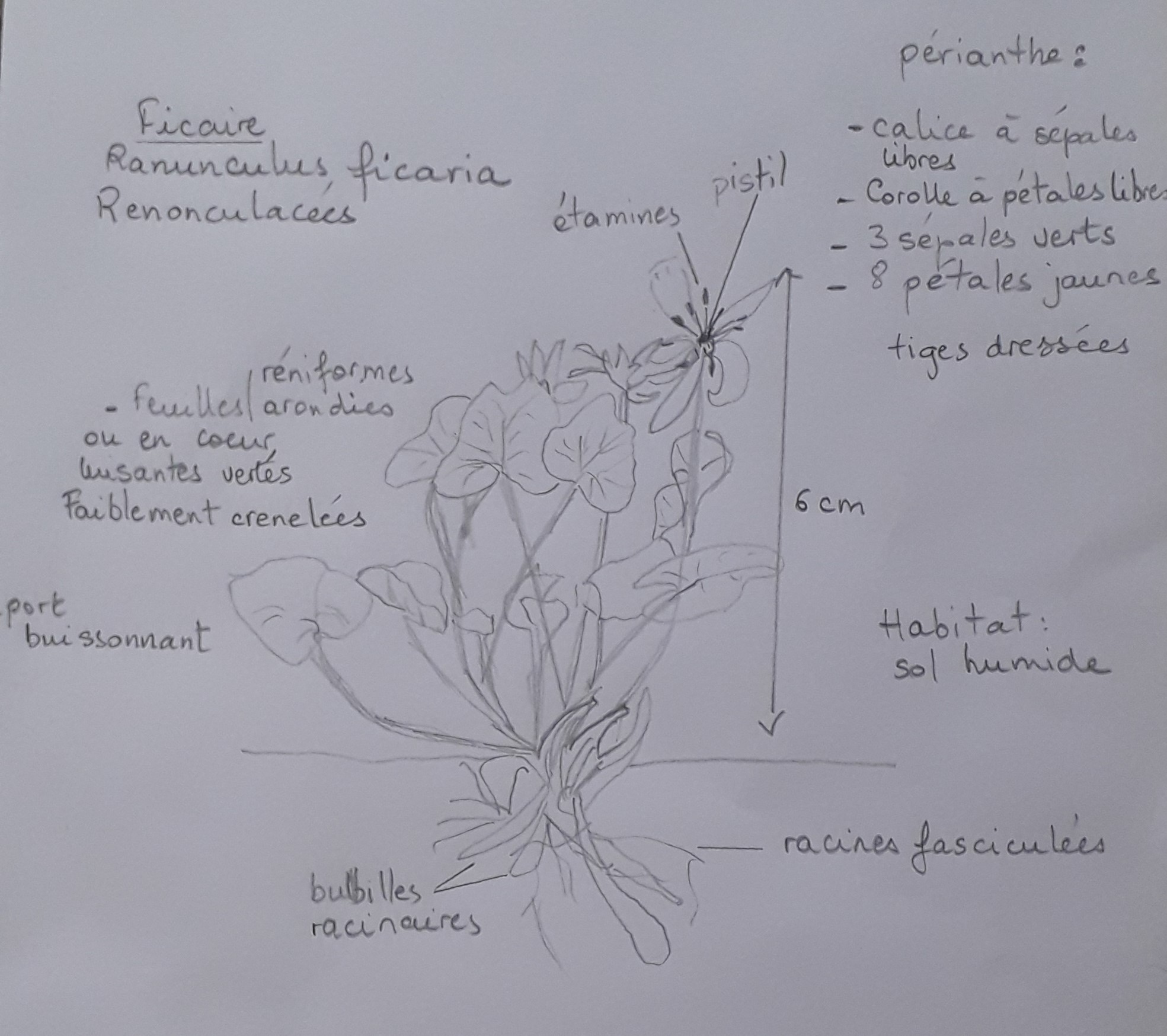 Annexe Ficaire-Dessin.jpg