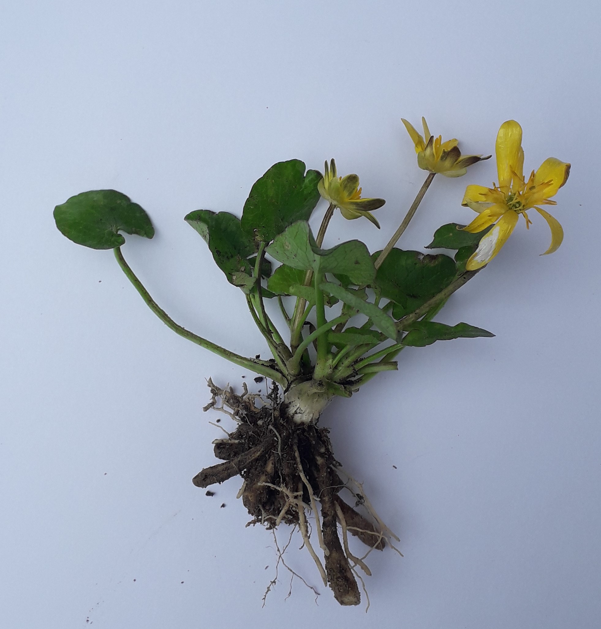 Annexe Ficaire-Photo.jpg