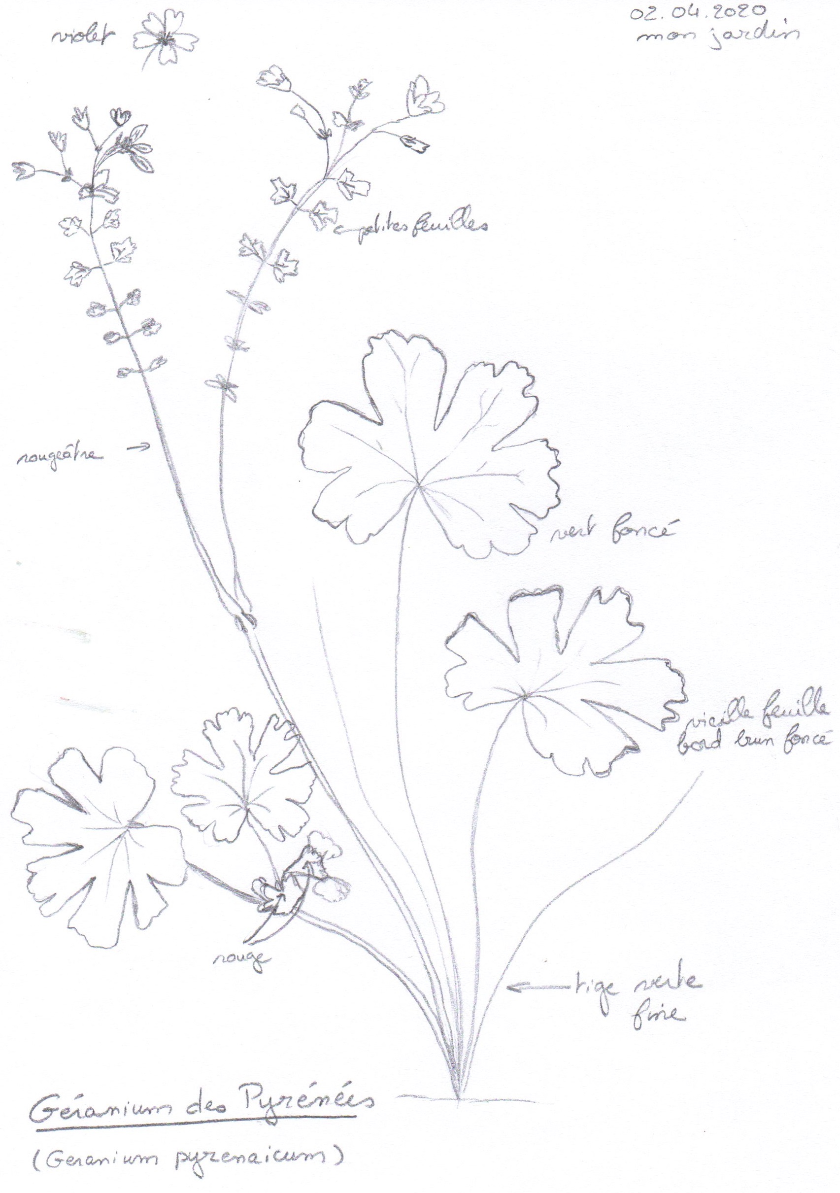 Annexe dessin plante003.jpg