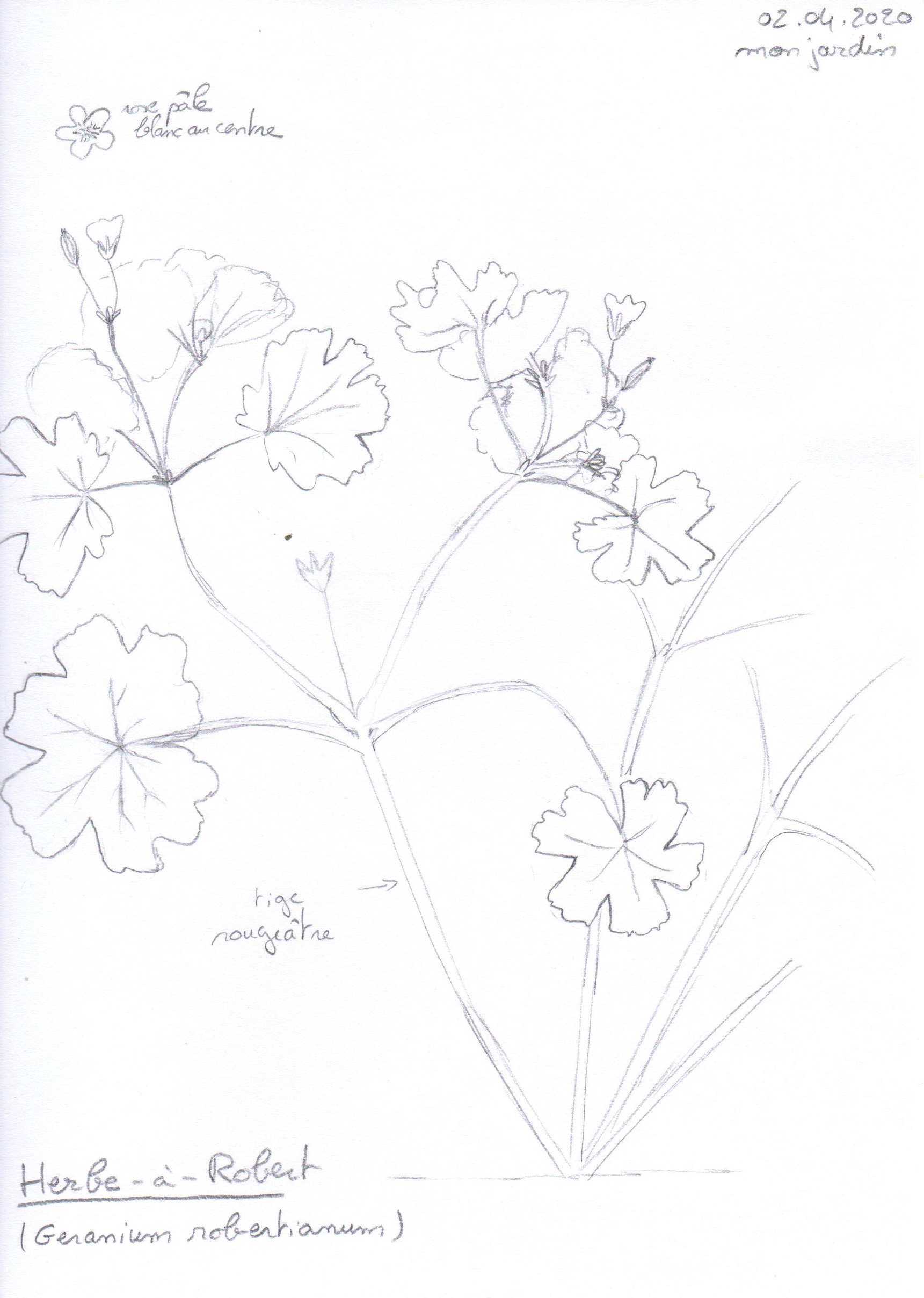 Annexe dessin plante004.jpg