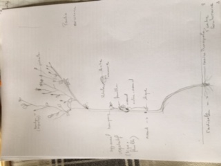 Annexe schéma-plante.JPG