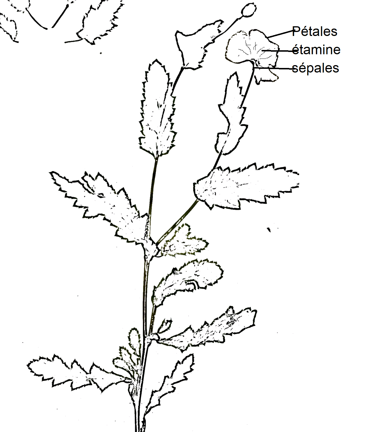 Annexe dessin pavot 2.png