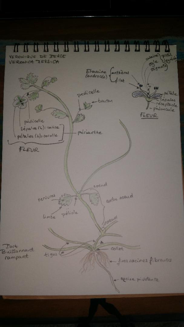 Annexe Dessin Veronique de perse.jpg