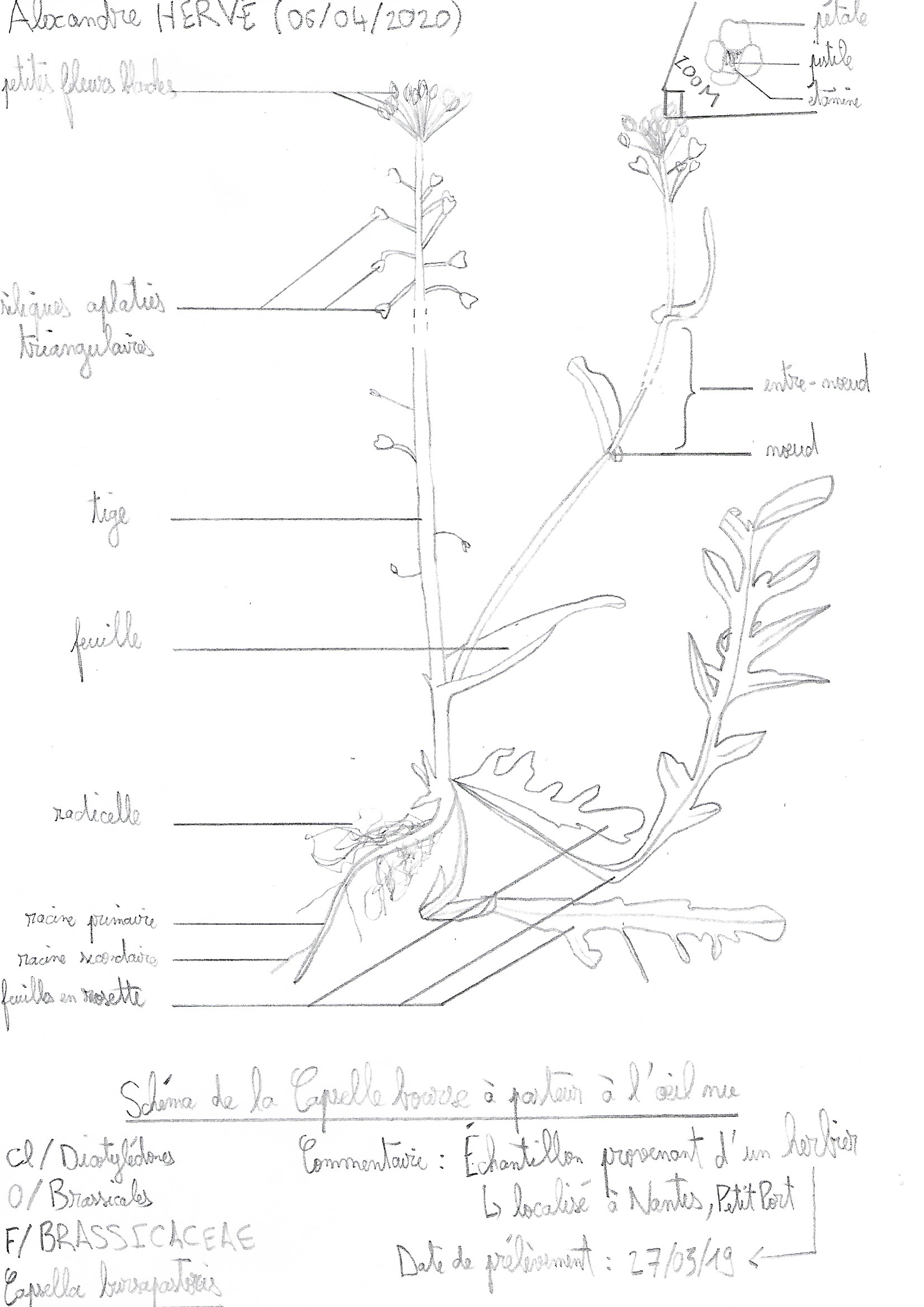 Annexe Capselle bourse à pasteur .jpg