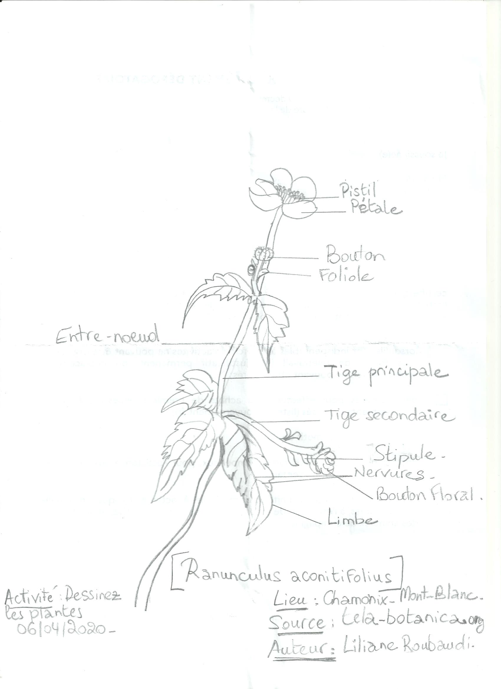 Annexe Ranunculus aconitifolius.jpg