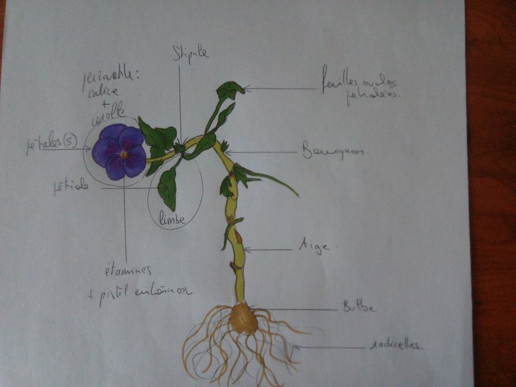 Annexe 92790514_216460926293691_1136287216528523264_n.jpg