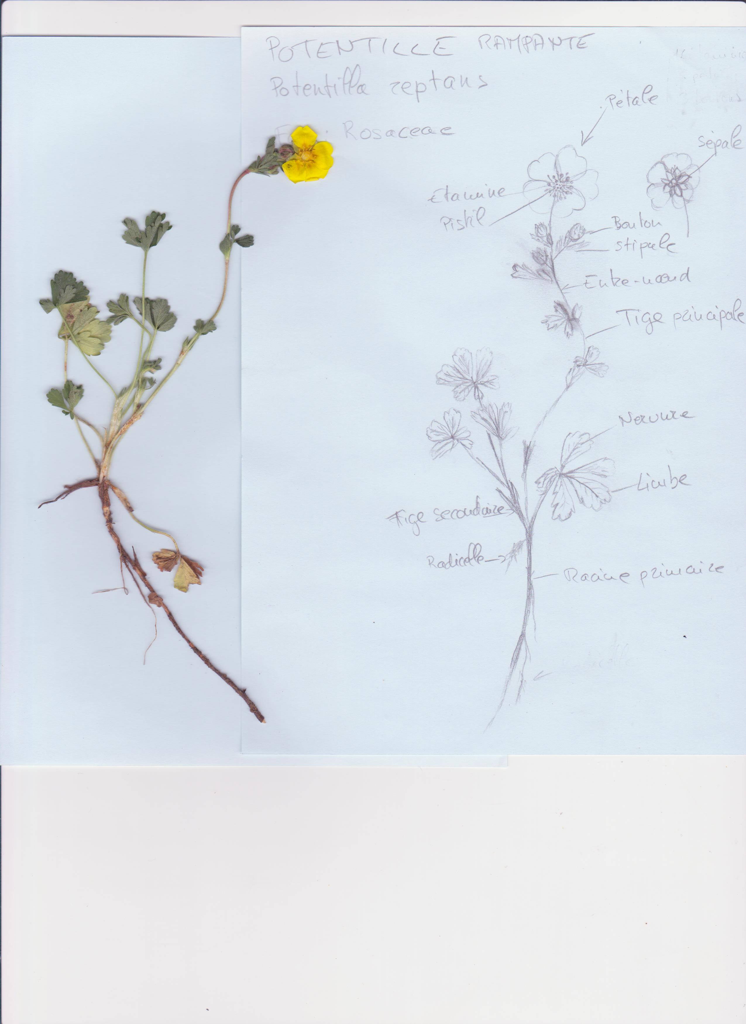 Annexe Potentille.jpg