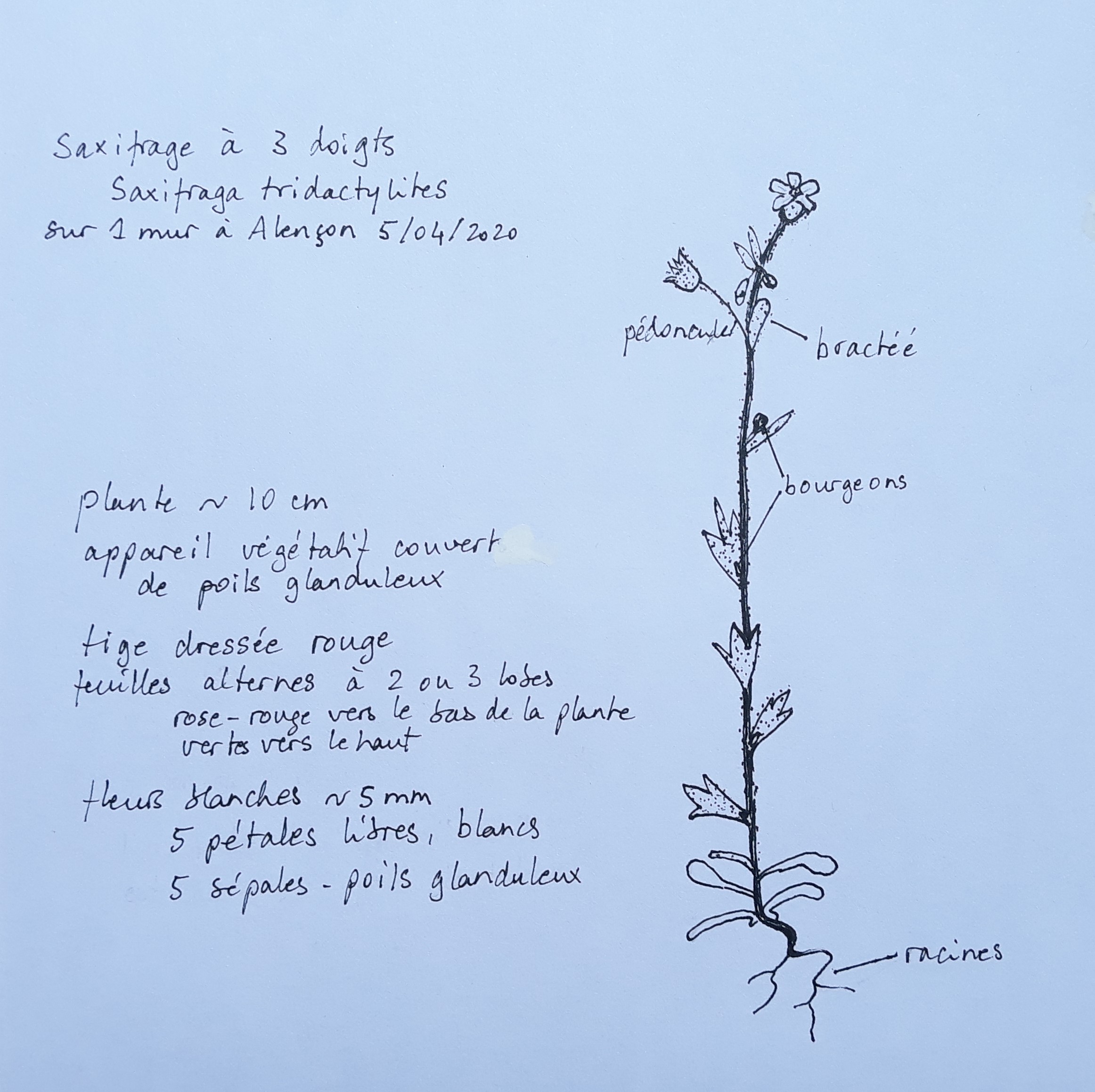 Annexe 20200406_173533.jpg