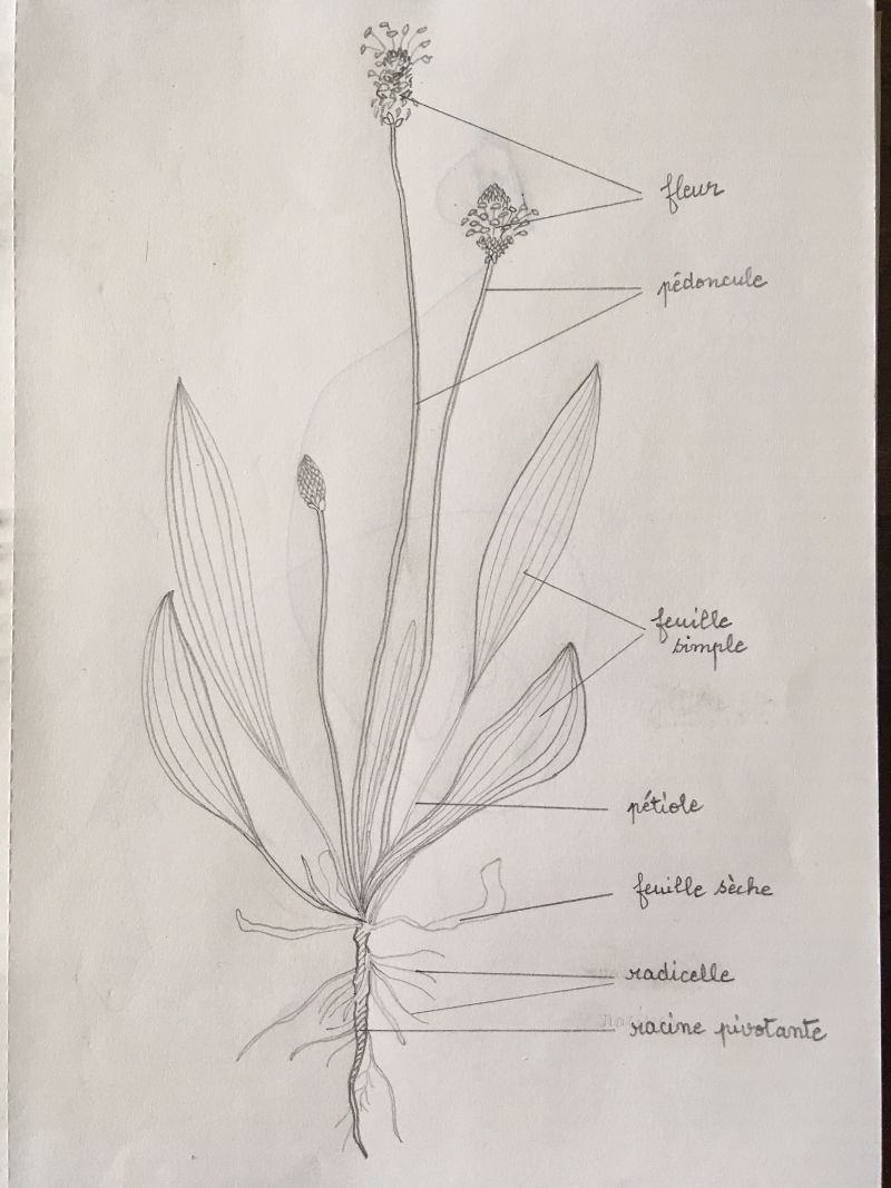 Annexe dessin plantain - 060420.JPG