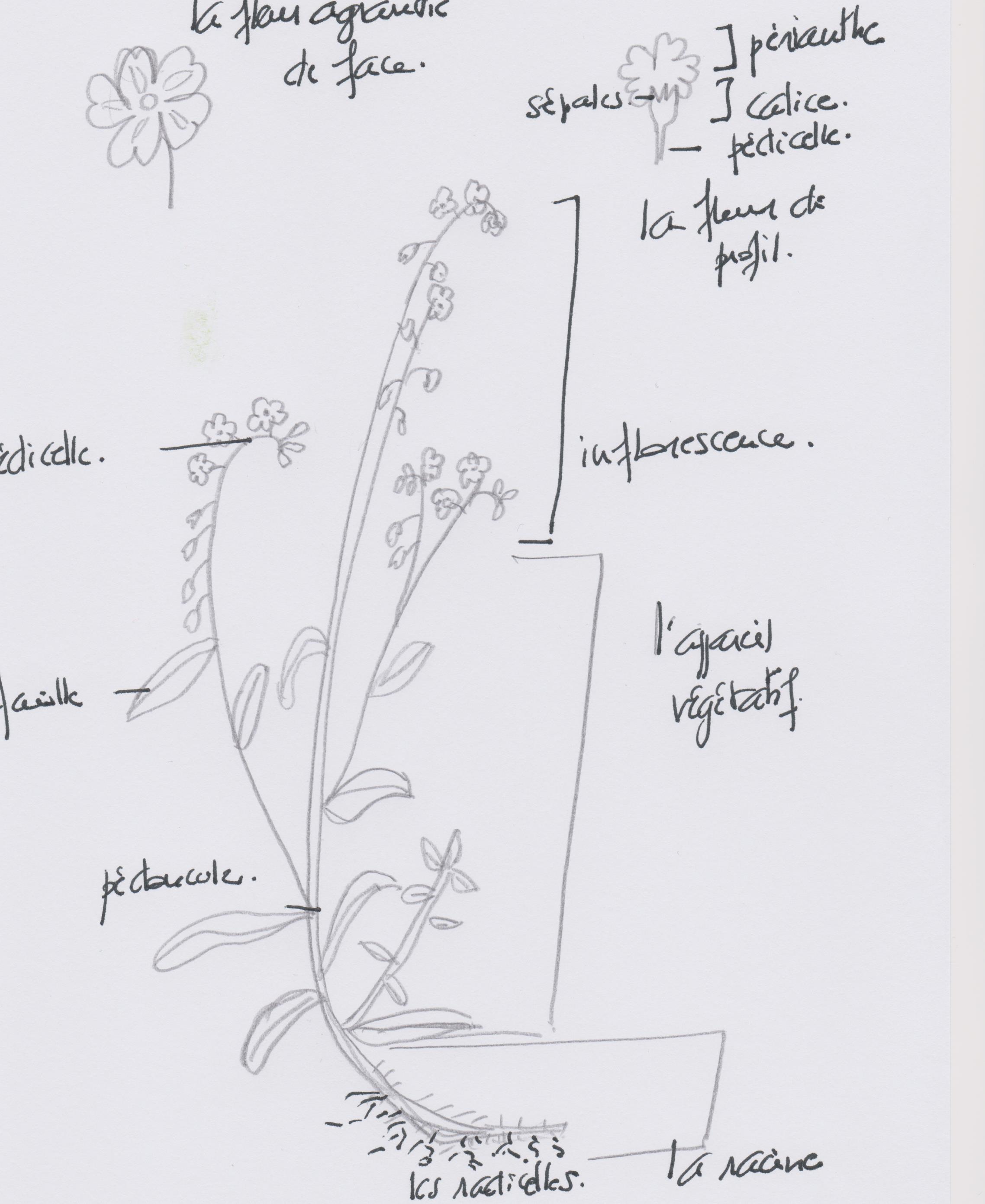 Annexe Myosotis.jpeg