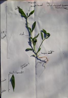 Annexe decritpion herbacée - feuille alternée entière.JPG