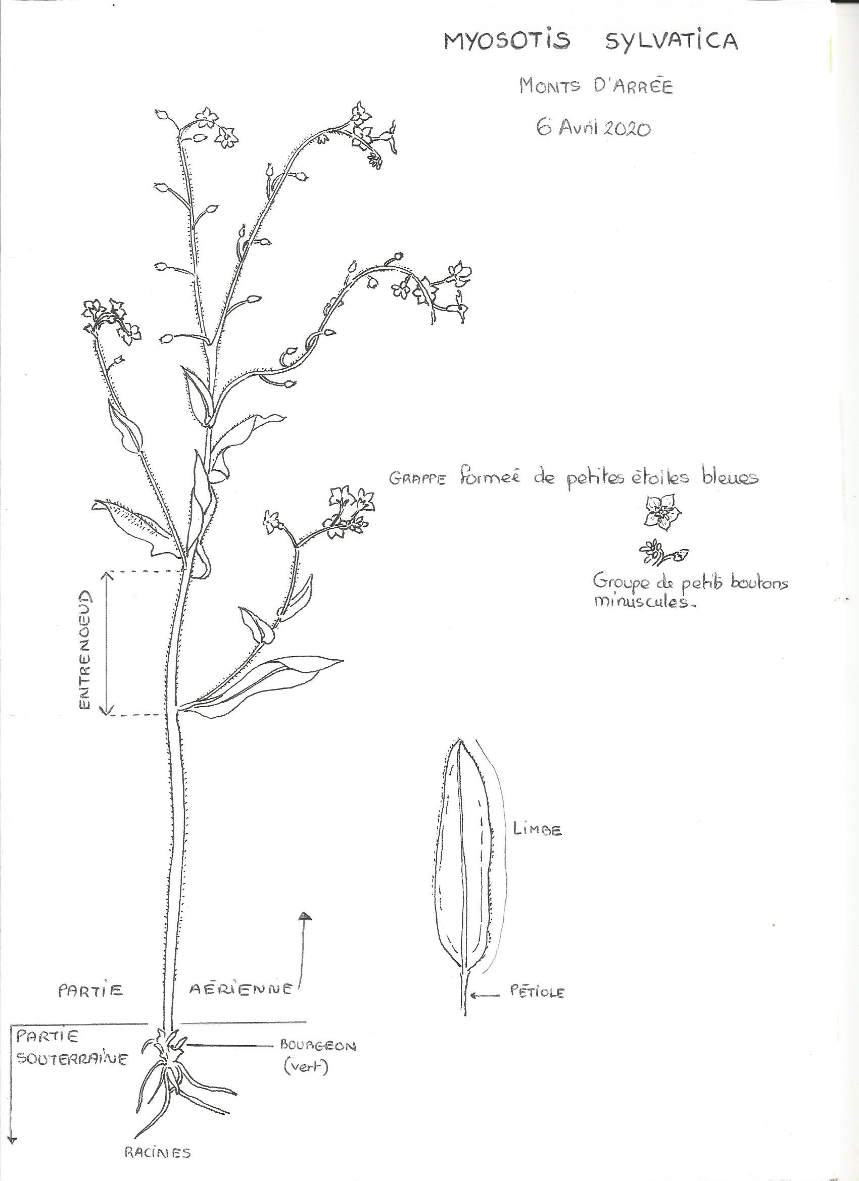 Annexe Myosotis Sylvatica.jpg
