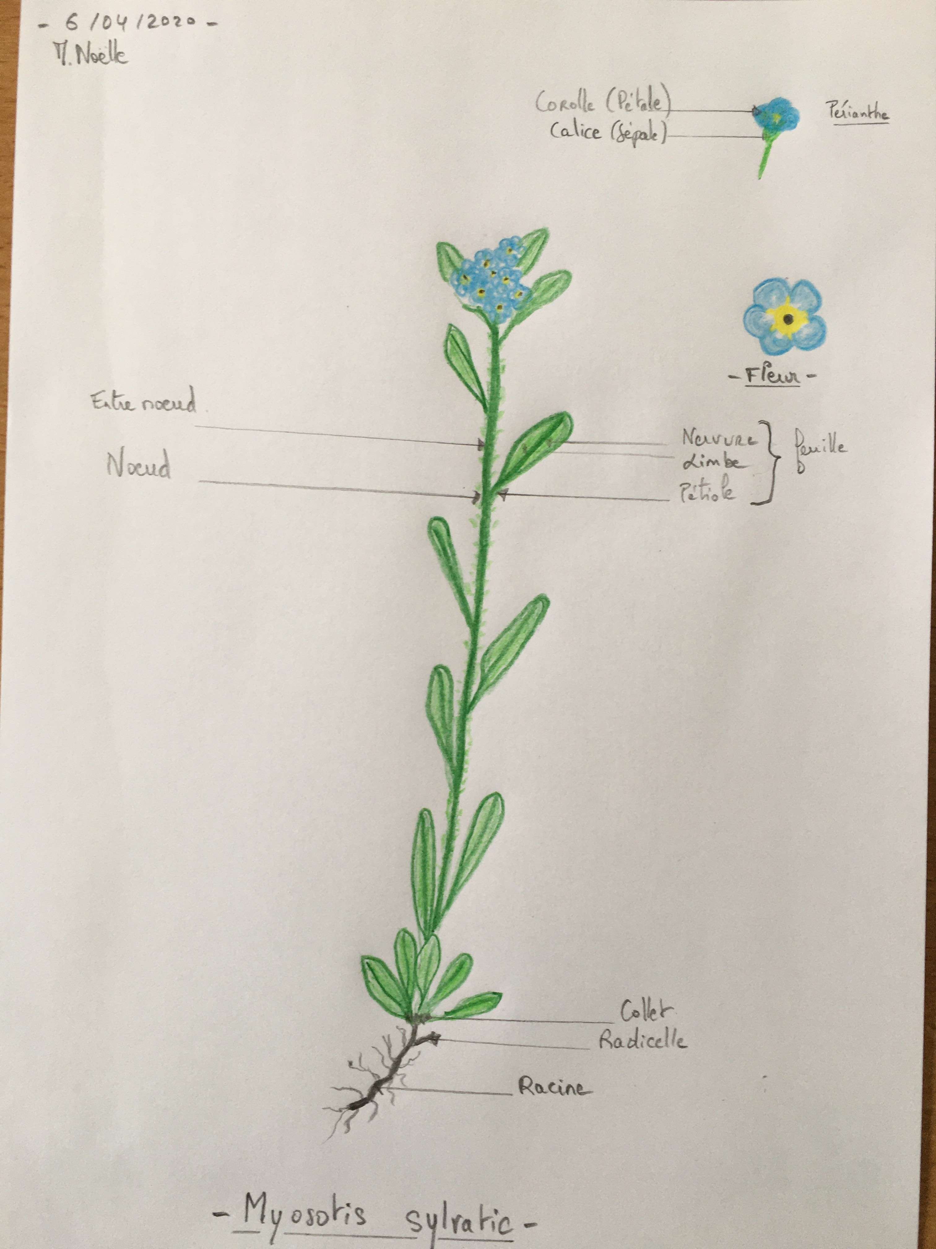 Annexe Dessin  Myosotis Sylvatic bis.JPG