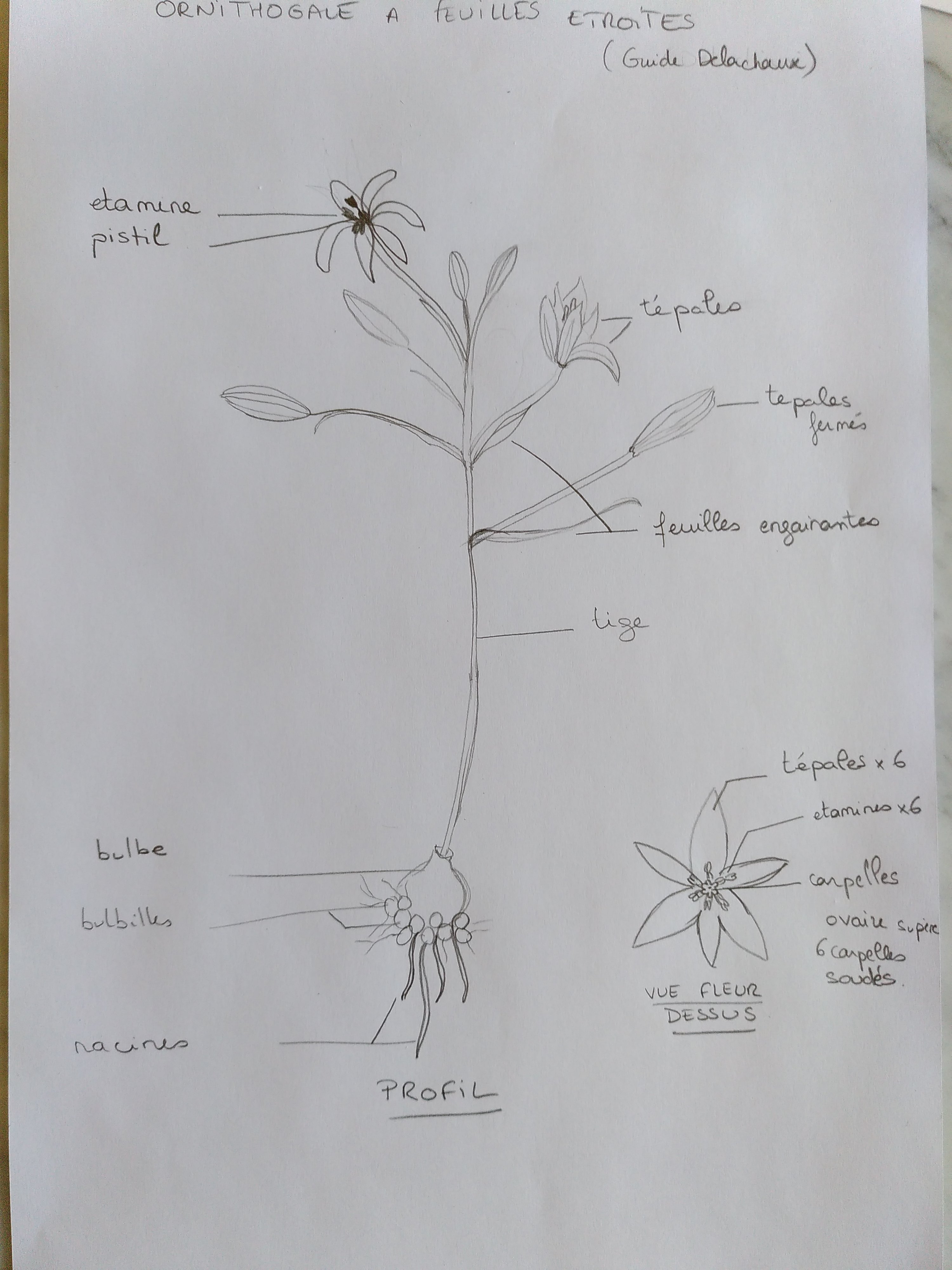 Annexe Ornithogale dessin.jpg