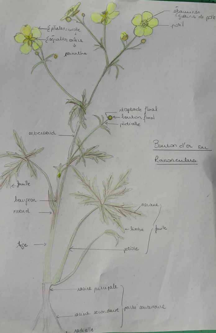 Annexe 20200406_184259.jpg