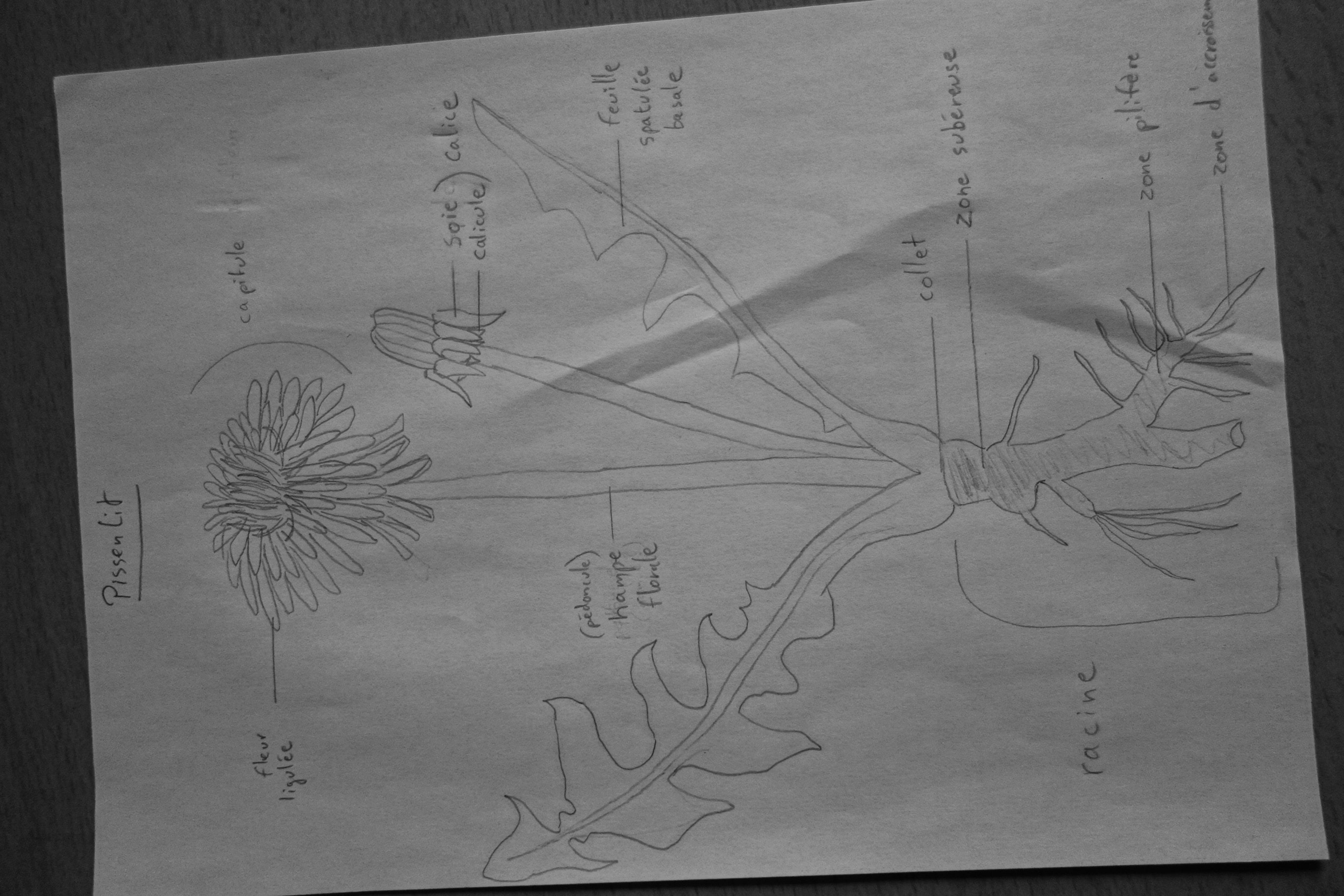 Annexe gbhnekabehgmfkpa.jpeg