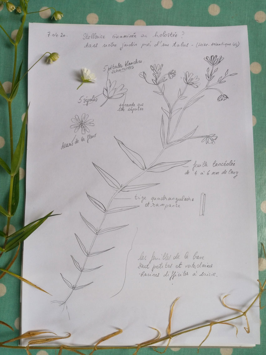 Annexe Stellaire_StEtiennedeMontluc-Loire-Atl44.jpg