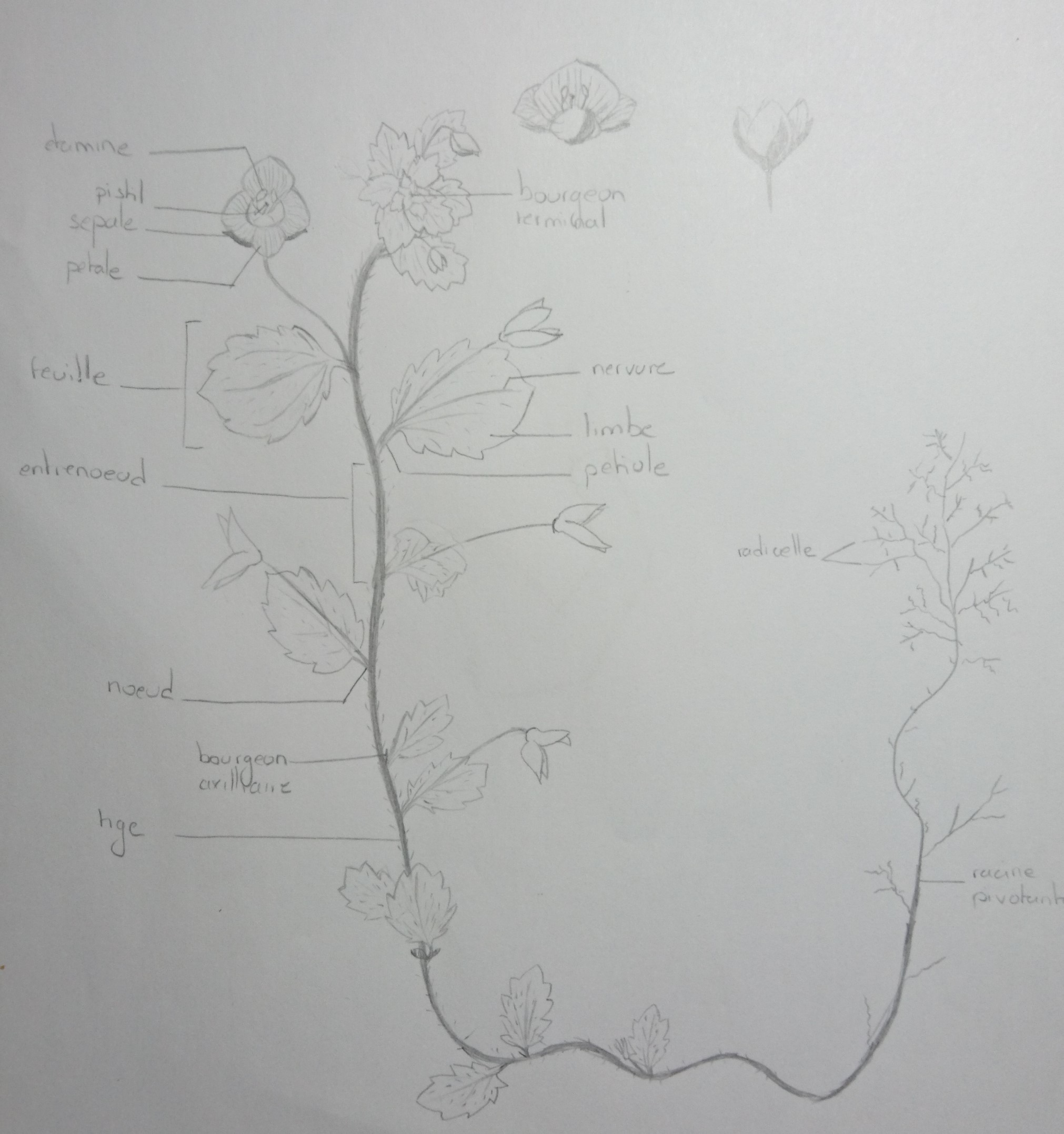 Annexe Véronqiue de Perse.jpg