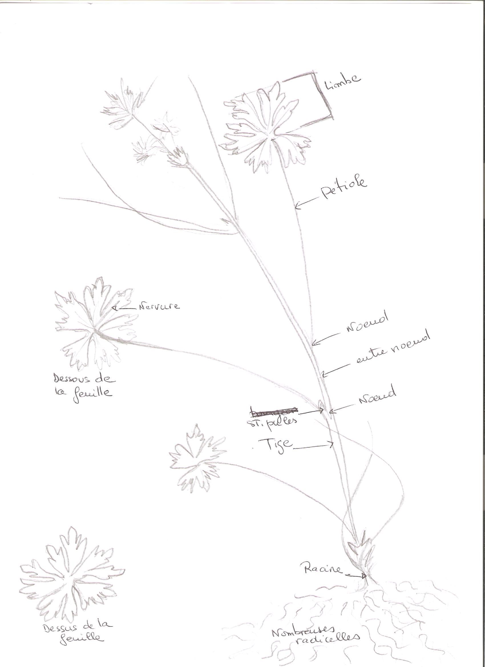 Annexe dessin plante2.jpeg