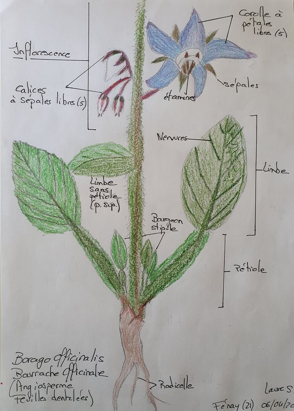 Annexe bourrache_dessin2.jpg