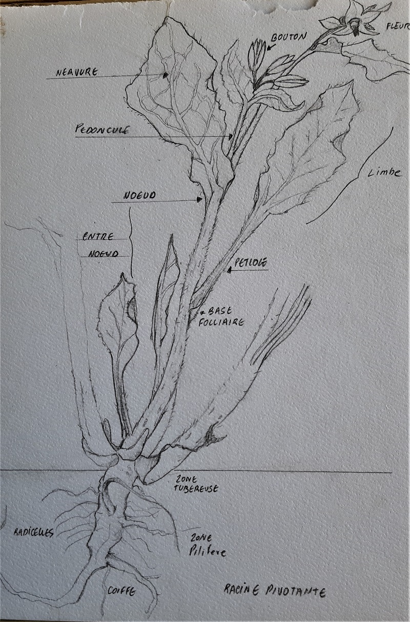 Annexe Bourrache (entière).jpg