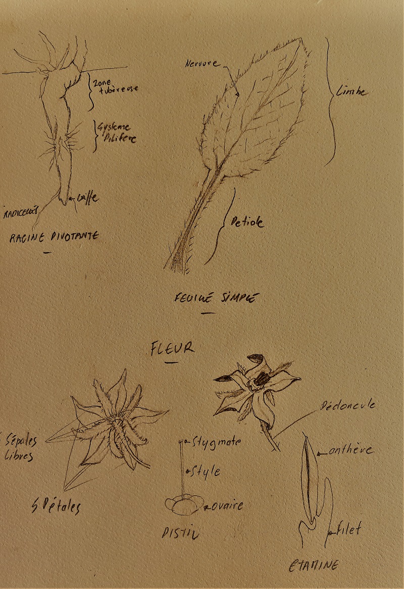 Annexe Bourrache détail.jpg