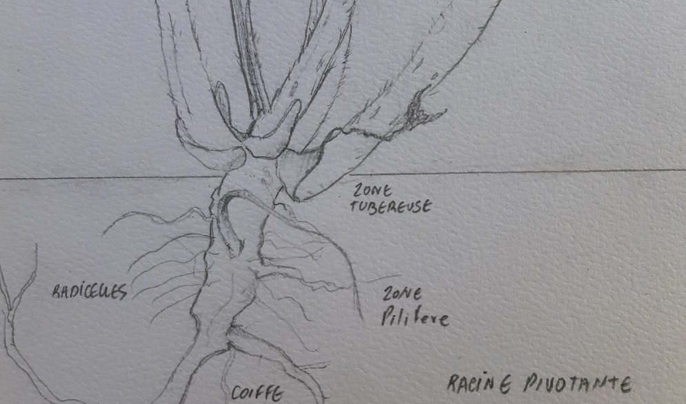 Annexe bourrache bas.jpg