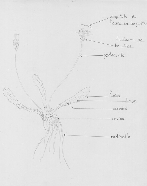 Annexe dessin_asteracee_2.jpg